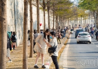 Bàng lá nhỏ 'nhuộm vàng' ven sông Tô Lịch, người dân nô nức chụp ảnh bất chấp dịch bệnh