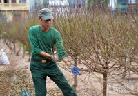 Làng đào Nhật Tân hối hả vào vụ Tết
