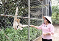 Người phụ nữ Khmer nặng lòng với các loài động vật hoang dã