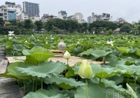 Sen Hồ Tây nở sớm những ảm đạm vắng khách, chủ đầm lao đao