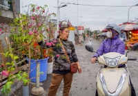 Đào, quất xuống phố như báo hiệu Tết đang về