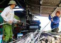 Hà Tĩnh đỏ lửa: Làng nghề mật mía tất bật chuẩn bị cho Tết