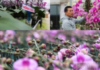 Vườn hoa lan hồ điêp lớn nhất Hà Tĩnh tất bật vào vụ Tết
