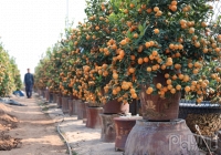 Quất Tứ Liên căng mọng, chờ tay người nâng niu đón Tết