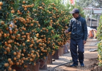 Giữ gìn nét đẹp truyền thống: Nghệ nhân Tứ Liên chia sẻ kinh nghiệm trồng quất