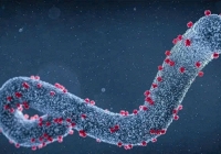 WHO cảnh báo nguy cơ bùng phát virus Marburg ở châu Phi