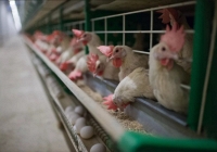 Nhà khoa học Nga đề xuất giải pháp nâng cao hiệu quả sản xuất thức ăn cho cá, gia cầm