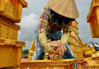 Ngư dân Bình Châu thu nhập hơn chục triệu mỗi ngày nhờ được mùa ruốc biển