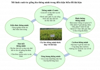 Ứng dụng công nghệ tiên tiến chọn giống lúa phát thải khí mê tan thấp (Orysa sativa. L) phù hợp với biến đổi khí hậu