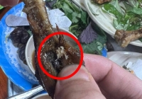 Kinh hãi 'cả gia đình' giòi bò ngoe nguẩy trong chiếc chân gà ở quán ốc