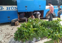 Nhóm Sách hóa nông thôn phát động dự án trồng cây, phổ biến tri thức bảo vệ môi trường