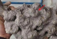 Lão nông nhặt được khúc gỗ sần sùi đầy “mụn cóc”, định đem nhóm bếp thì hàng xóm tái mặt ngăn cản