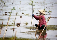 Việt Nam cần ghi nhận vai trò của phụ nữ trong chính sách ứng phó với biến đổi khí hậu