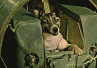 [Bạn có biết] Laika - Chú chó đầu tiên bay vào vũ trụ đã chết trong cô độc và sợ hãi ngoài không gian