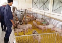 Giá heo hơi hôm nay 29/11 có dấu hiệu tăng trở lại