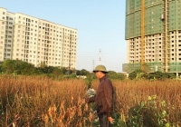 Cả vạn gốc đào chết khô, Hà Thành 'khóc ròng' mất Tết