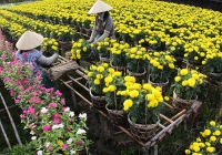 Nhà vườn vào mùa tất bật chuẩn bị hoa Tết