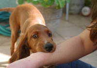 Chó dữ tấn công 4 người, 1 cháu bé bị cắn đứt khí quản