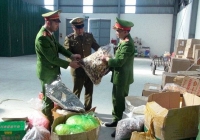 Liên tiếp bắt giữ số lượng lớn thực phẩm bẩn tại Thanh Hóa