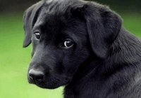 Nhóm người Việt bị phạt 773 triệu đồng vì ăn thịt chó tại Đài Loan