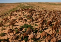 Úc tiến hành bắn chết 10.000 con lạc đà vì uống quá nhiều nước