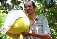 Bưởi tiền triệu chưng Tết