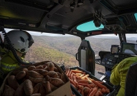 Úc dùng máy bay thả cà rốt và khoai lang để cứu chuột túi