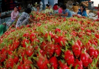 Giá thanh long quay đầu, tăng lên 35.000 đồng/kg
