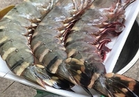 Xuất hiện tôm sú 'khổng lồ', giá tiền triệu