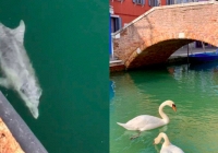 Thực hư về hình ảnh  thiên nga và cá heo bơi lội ở kênh đào Venice giữa bão dịch bệnh