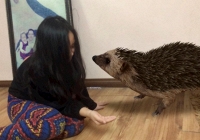 Làm gì khi ở nhà tránh dịch: Thử mang động vật hoang dã vào tận phòng với công nghệ 3D
