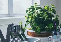 “Xanh hóa” ngôi nhà bằng những loại cây chữa bệnh dễ trồng