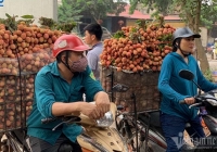 Chợ vải thiều Lục Ngạn dài 20km, chỉ một mẩu giấy nhỏ thu về 3.500 tỷ đồng