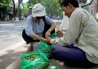Trèo sấu ở Hà Nội thu nhập hơn trăm triệu mỗi mùa 