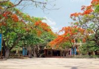 Hà Nội tổng kiểm tra cây xanh trong trường học, bệnh viện, công sở