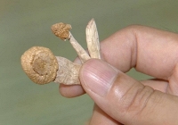 Nấm ma túy lần đầu tiên xuất hiện ở Hà Nội