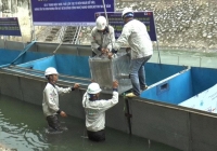 Công ty Nhật Bản đã từ bỏ vụ xử lý ô nhiễm sông Tô Lịch?