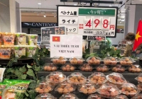 Xuất khẩu vải thiều sang thị trường Nhật Bản: Những hứa hẹn và những thách thức