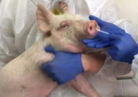 Trung Quốc bác cảnh báo 'chủng cúm lợn có thể thành đại dịch'