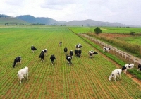 Hệ thống trang trại bò sữa Vinamilk đạt mức tăng trưởng ấn tượng