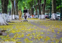 Hà Nội sang thu, lá phủ vàng khắp các con phố