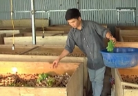 Thanh niên Hà Nội thu tiền tỷ mỗi năm nhờ vào nghề nuôi côn trùng