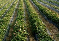 “Dược liệu vàng” chỉ mọc trên đất Chúa