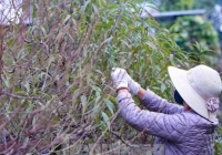 Dân làng đào Nhật Tân tất bật tuốt lá để đào nở đúng tết