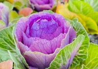 Bắp cải Trung Quốc 100 nghìn/cây được dân tình mua về để trang trí ngày Tết