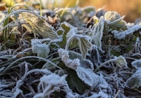 Nhiệt độ xuống -2 độ C, băng phủ trắng đỉnh núi ở Cao Bằng