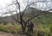 Sơn La chính thức phát hành hơn 10.000 tem dán cho cây đào vườn