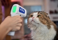 Hàn Quốc ghi nhận ca nhiễm COVID-19 đầu tiên ở thú cưng