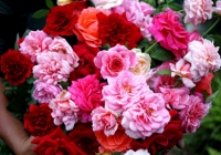 Gần dịp lễ 8/3, giá hoa hồng tăng mạnh, gấp 5 - 6 lần