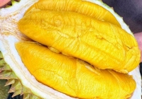 Sầu riêng ngon nhất thế giới bất ngờ được bán với giá rẻ chưa từng có